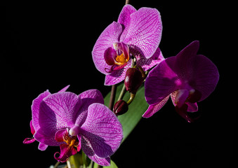 Bright orchids on a black background