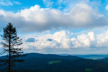 Fototapeta na wymiar Tanne vor Schwarzwaldpanorama 