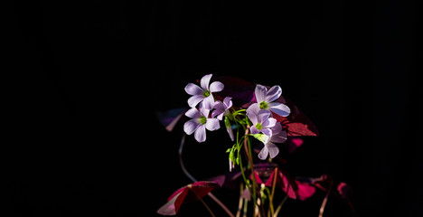 Delicate flowers on a black background