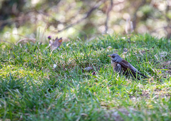 Bird in grass