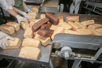 Manufacture of bread. Conveyor with dough. Capacity of the dough. Kneading dough at the bakery. Workshop of the manufacture dough.