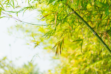 Fototapeta premium bamboo tree background