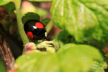 biedronka dwukropka mutant © Argiz