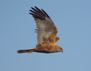 Marsh Harrier