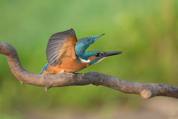 Martin Pescatore pronto per volare (Alcedo atthis)