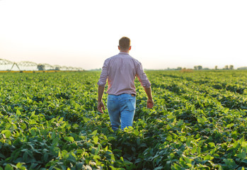 Rear view of young farmer walking in filed examining soybean corp at sunset.