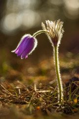 Beautiful spring pulsatilla flowers with purple petals. Spring bloom at sunset. Hairy plant