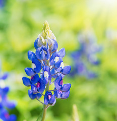 Fototapeta na wymiar exas Bluebonnets (Lupinus texensis) blooming in springtime