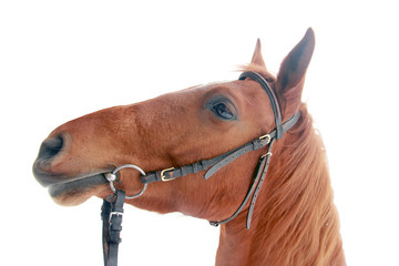 big beautiful chestnut or sorrel red horse head in horse ammunition and harness close-up isolated on a white background side view