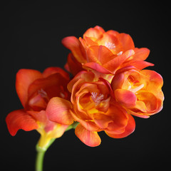 Beautiful bright freesia flower on dark background