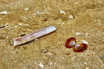 shell on the sand