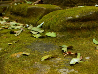 Green moss and fallen leaves on old stones close-up. Nature life background.