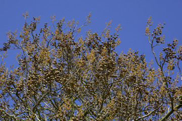 foxglove-tree in spring in front of azure sky, branches of paulownia tomentosa tree also called princesstree in early spring season with fruits and seeds on blue sky background