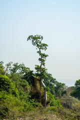 CIGÜEÑA