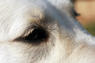 white golden retriever dog fur face and dog black eye closeup