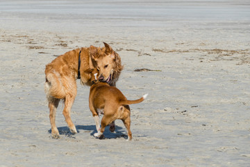 Standspaß Hunde Strand Spielen