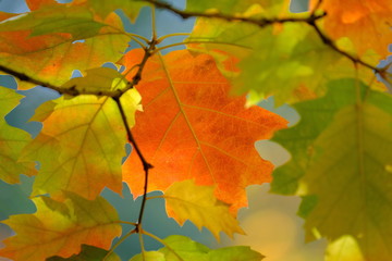 Orangefarbenes Herbstblatt