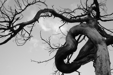 silhouette of a tree shaped like a heart after a forest fire