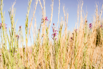Obraz premium Close-up of a beautiful flower meadow