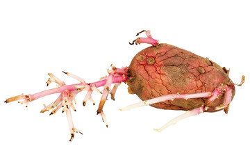 Germinated pink potato isolated on white background