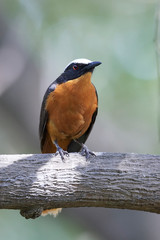 White-crowned robin-chat (Cossypha albicapilla)