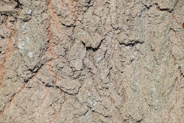 Background texture of silver poplar bark