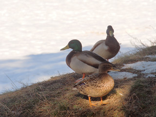 A group of ducks walking on the thaw. It's spring.
