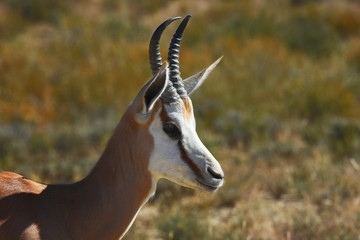 Springbock (antidorcas marsupialis) in der Kalahari (Namibia)