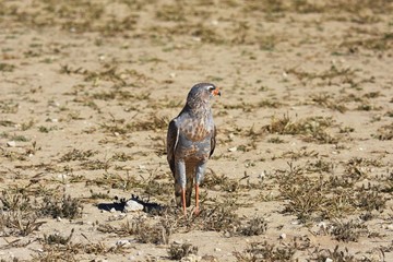 Weißbürzel-Singhabicht (Melierax canorus) im Kgalagadi-Transfrontier-Nationalpark in Südafrika