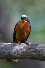 White-crowned robin-chat (Cossypha albicapilla)