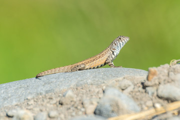 lagartija