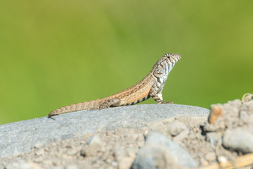 lagartija