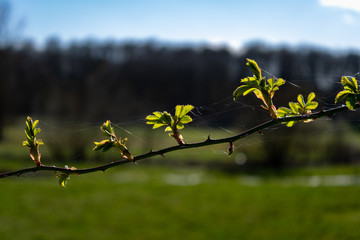 Branch with web