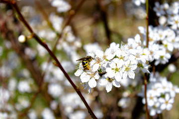 Wasp on flower