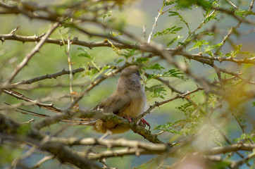Active wild bird near Lake Babogaya in Ethiopia,February 2019