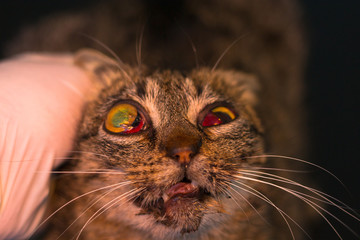 the cat hit by the car with an enucleated eye