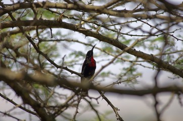 Active wild bird near Lake Babogaya in Ethiopia,February 2019