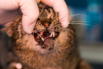 the cat hit by car and .fractured mandible