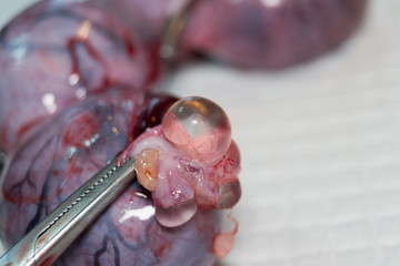 uterus of a cat with pyometra and a big ovarian cyst