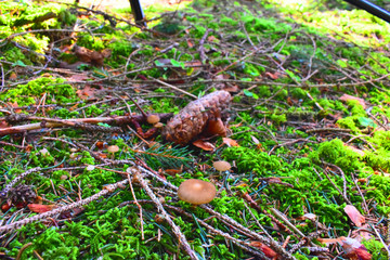 Fresh mushroom and a fir