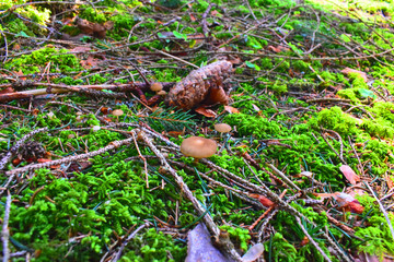 Mushroom in a bavarian forest