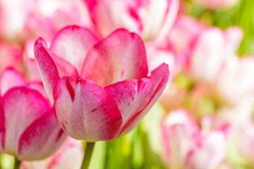 Obraz na płótnie Canvas Closeup of beautiful tulips. Spring flowers blossom background. Fresh plant in garden. Tulip field