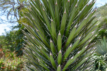 Yucca  in der Sonne, Ausschnitt