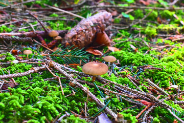 Mushroom in a forest