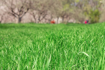 Close up green grass field with blur blooming garden in the background