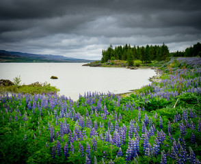 Lagarfljót white lake in Iceland