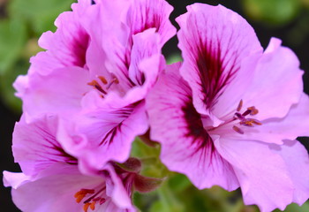 Geranium flower close up