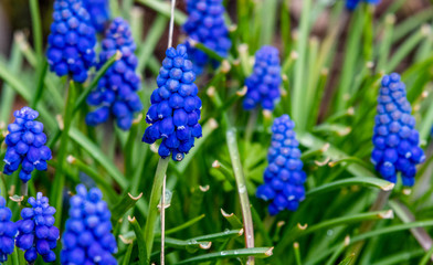 Oregon Blue Grape Hyacinth 