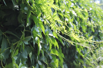 Vine