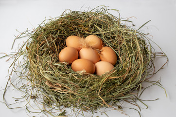 Eggs in nest